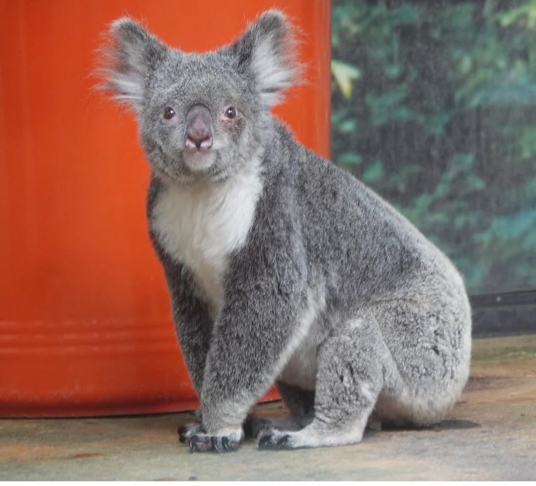 🦁 타마 동물공원(타마 도부츠코엔) 이미지 7
